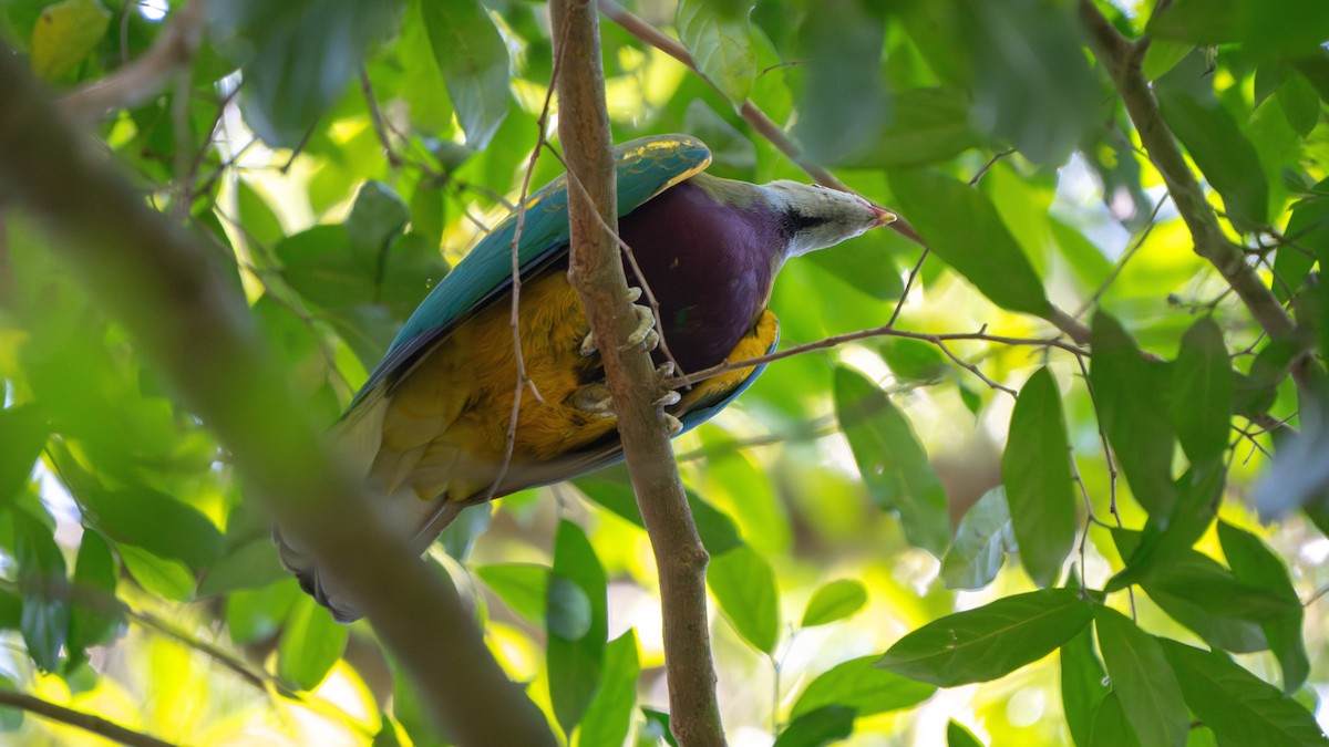 Wompoo Fruit-Dove - ML643482584