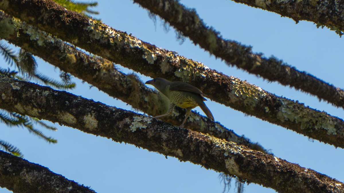Satin Bowerbird - ML643482585