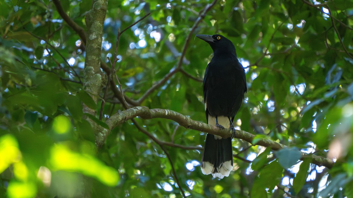 Pied Currawong - ML643482596