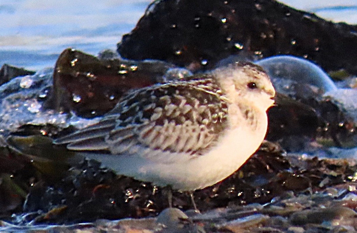 Sanderling - ML643482600