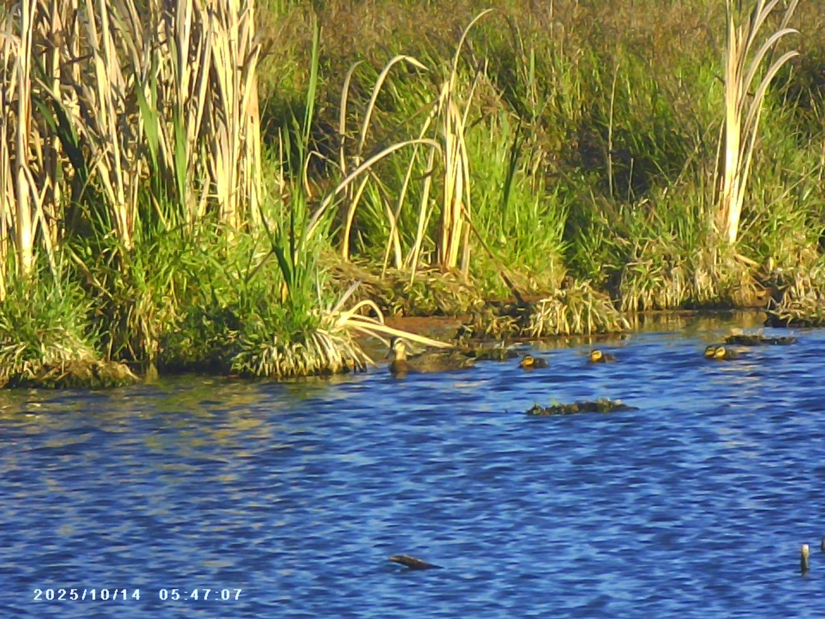 Pacific Black Duck - ML643482601