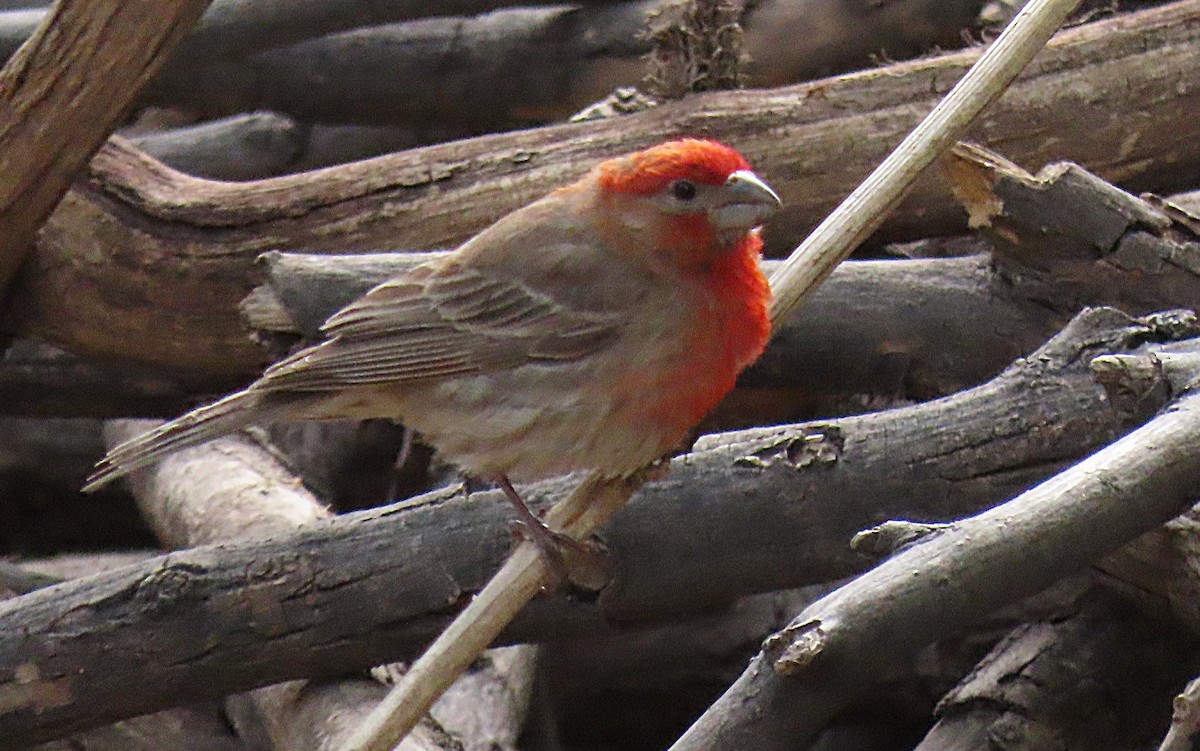 House Finch - ML643482604