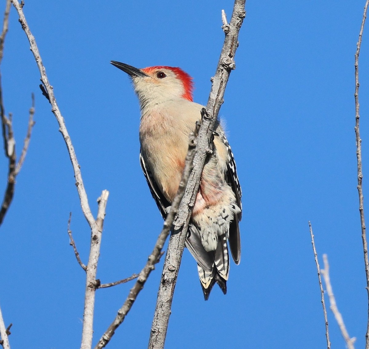 Red-bellied Woodpecker - ML643482627