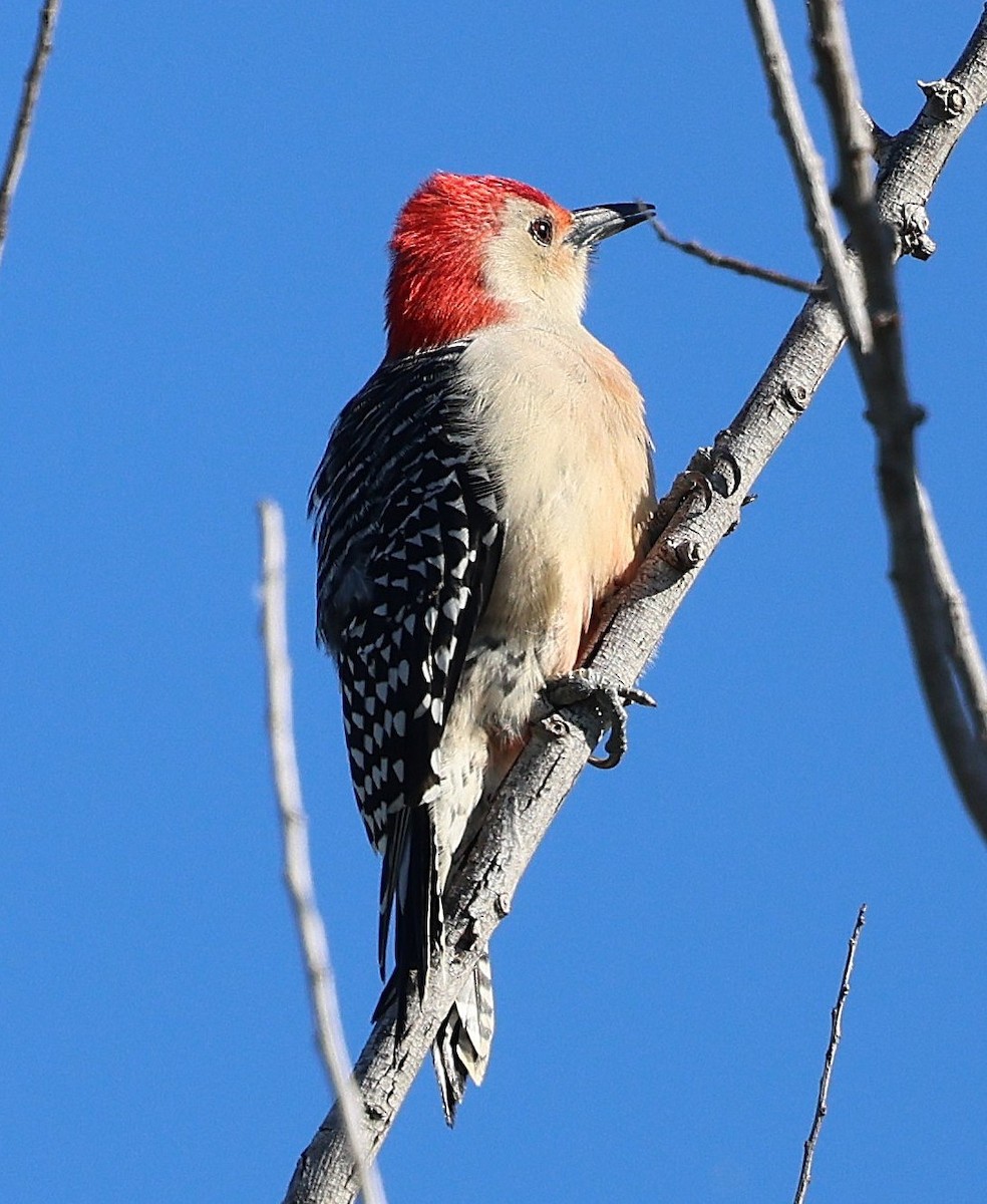 Red-bellied Woodpecker - ML643482628