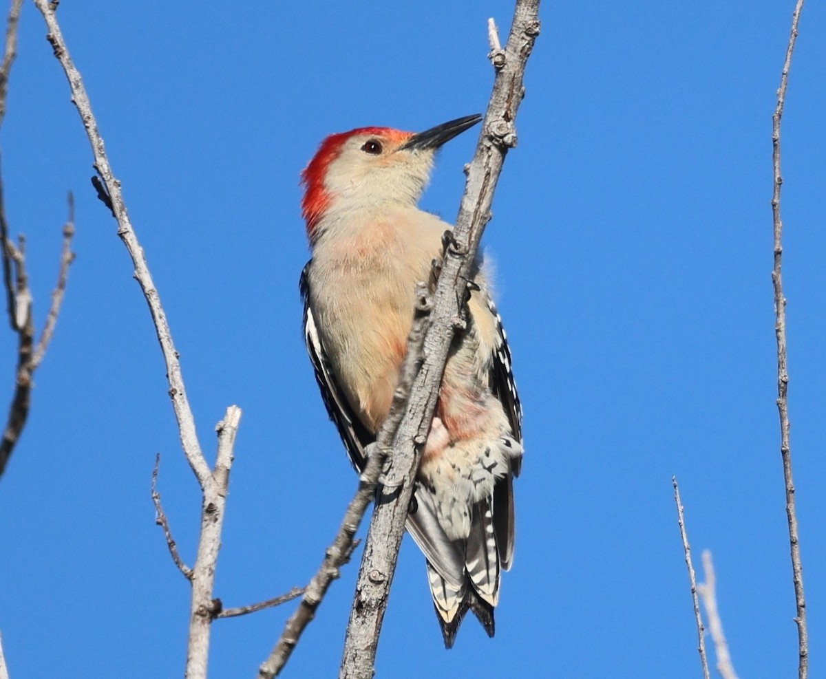 Red-bellied Woodpecker - ML643482629