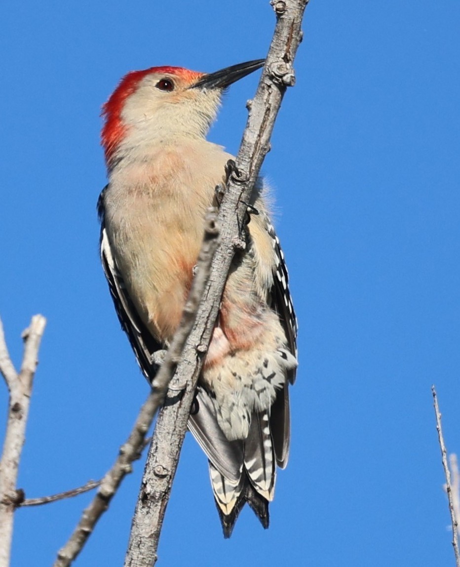 Red-bellied Woodpecker - ML643482630