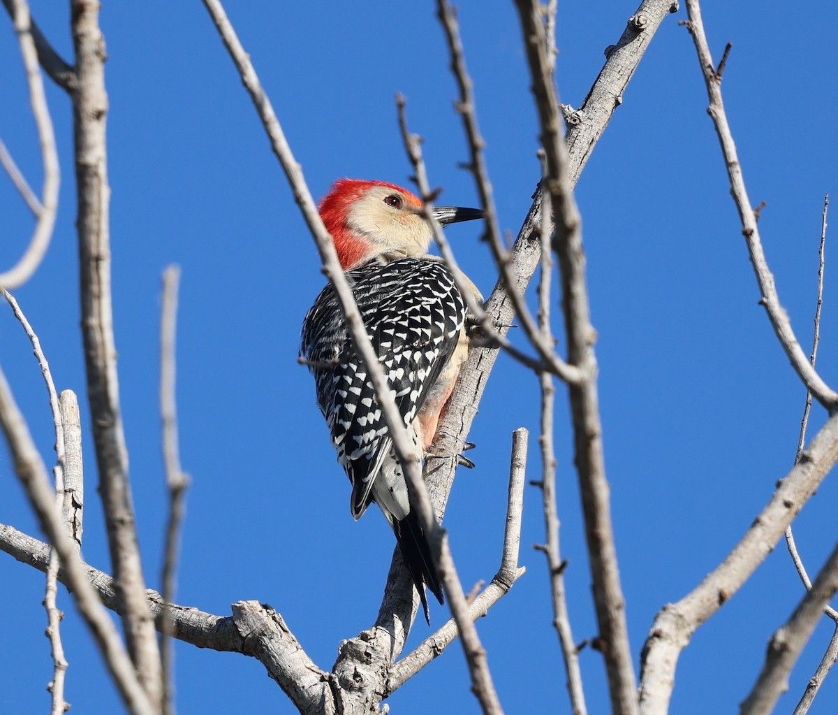 Red-bellied Woodpecker - ML643482631