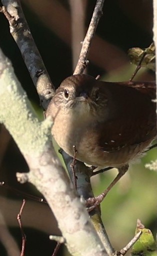 Northern House Wren - ML643482656