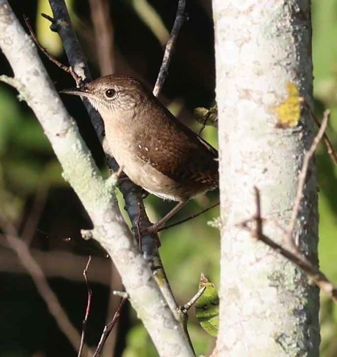Northern House Wren - ML643482657