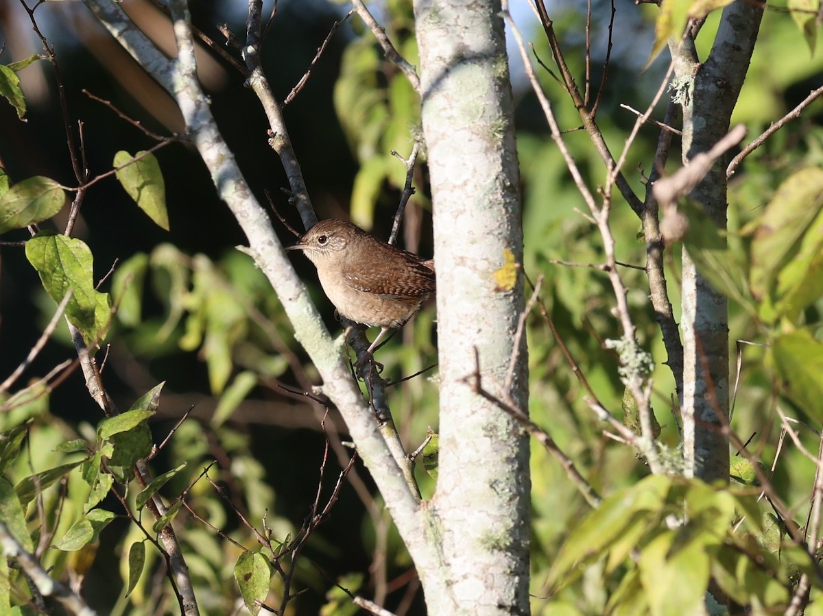 Northern House Wren - ML643482658