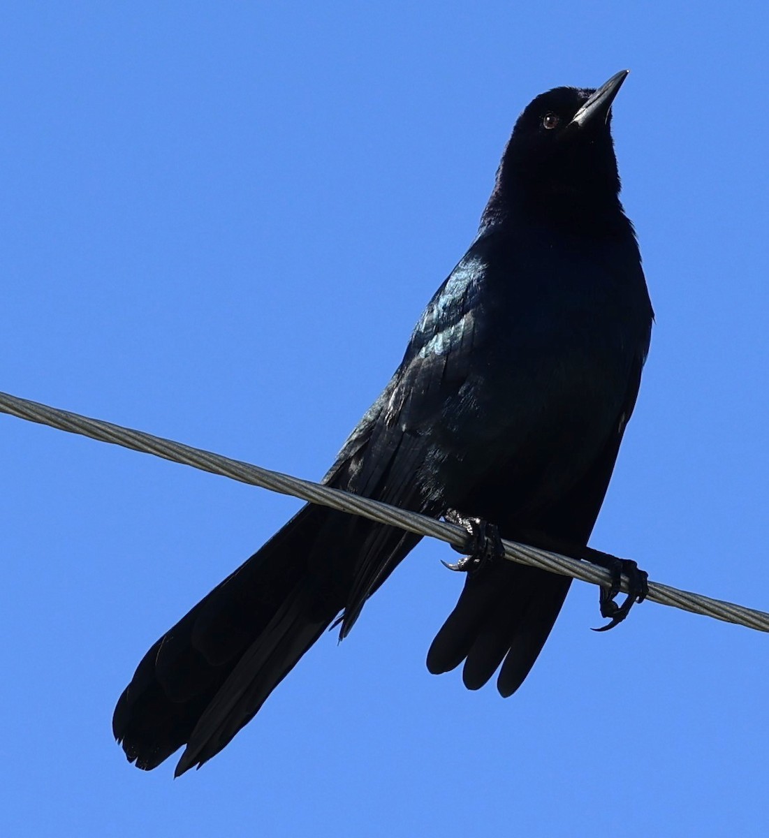 Boat-tailed Grackle - ML643482666