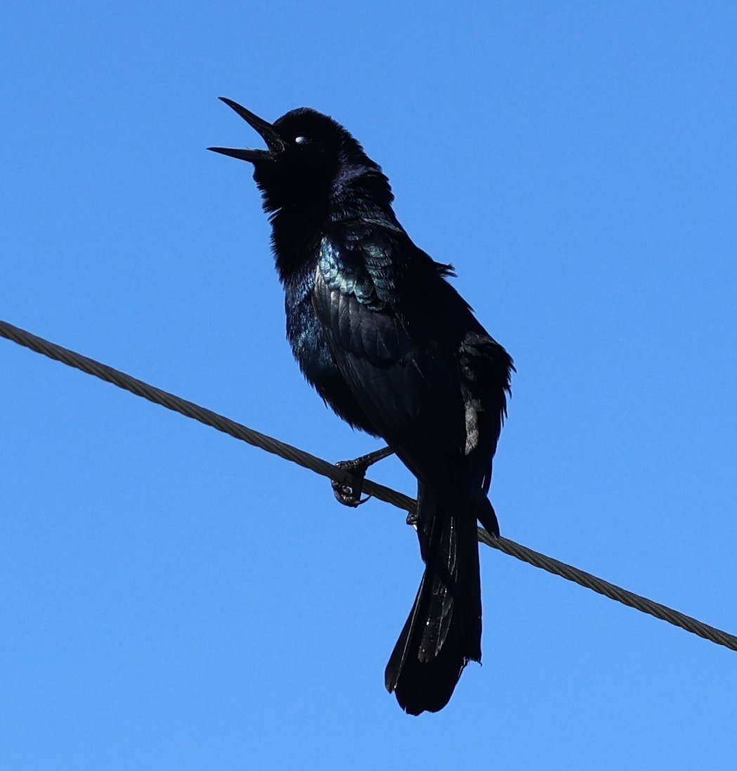 Boat-tailed Grackle - ML643482667