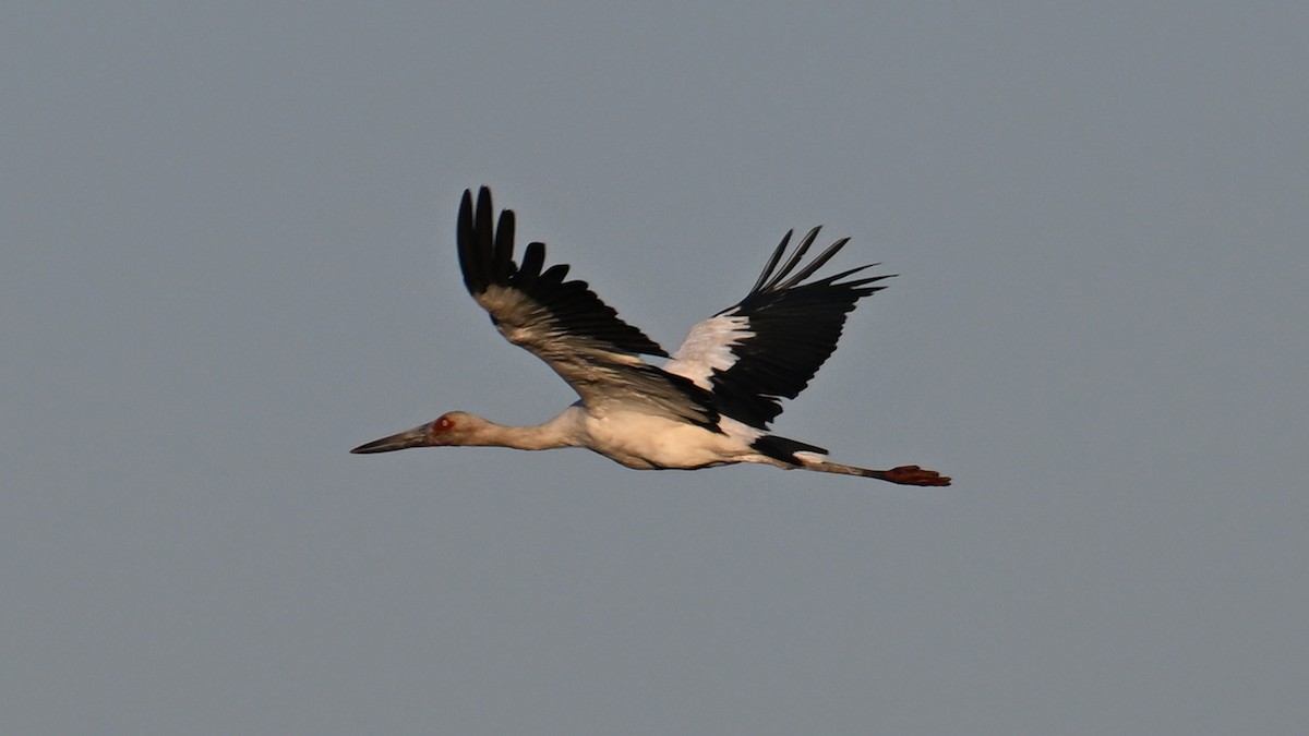 Maguari Stork - ML643482672