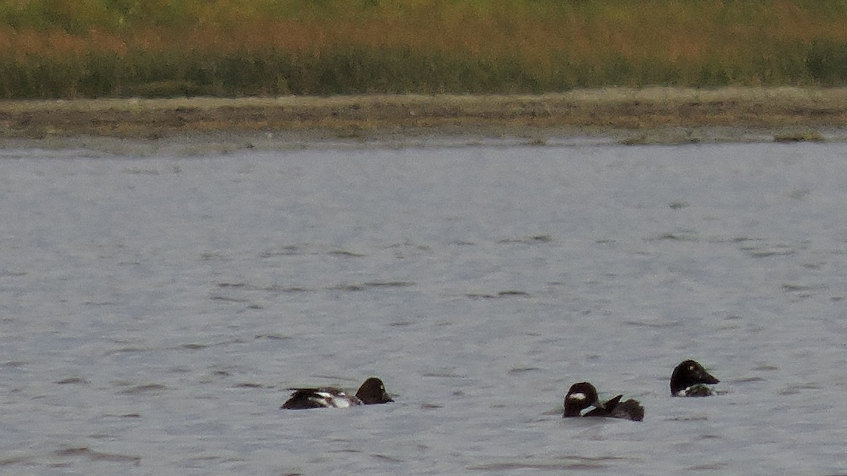 Common Goldeneye - ML643482680