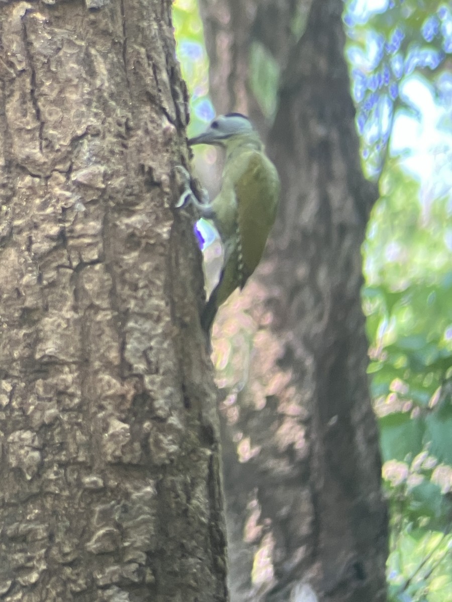 Gray-headed Woodpecker - ML643482685