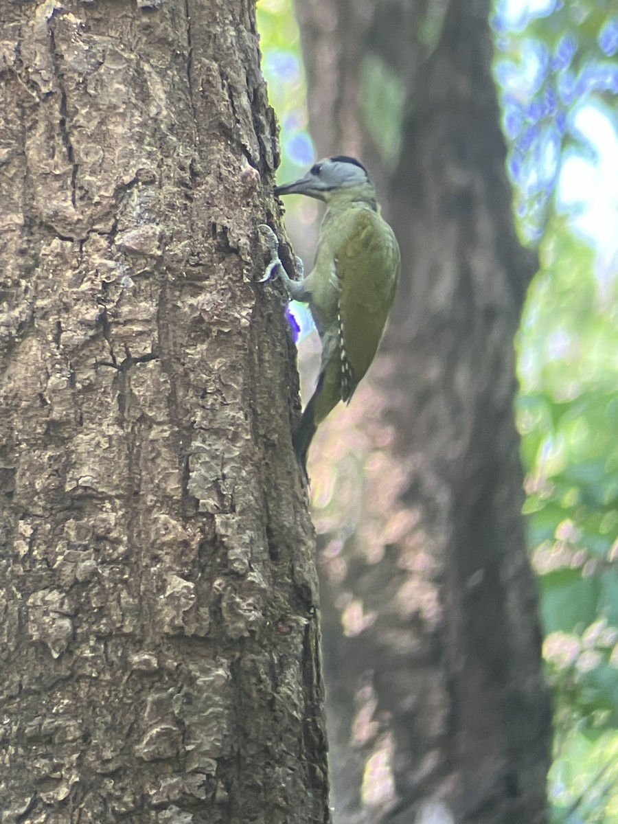 Gray-headed Woodpecker - ML643482686