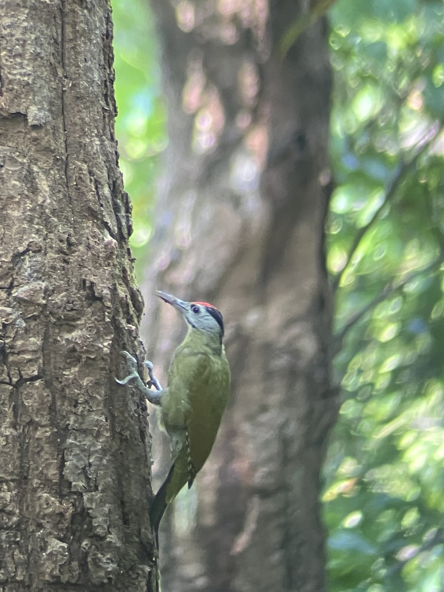 Gray-headed Woodpecker - ML643482687