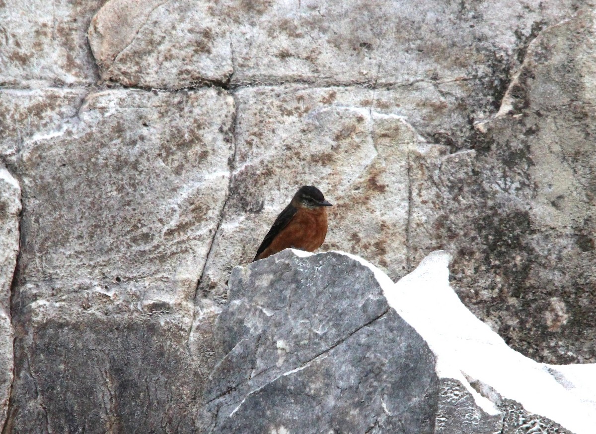 Cliff Flycatcher - ML643482690