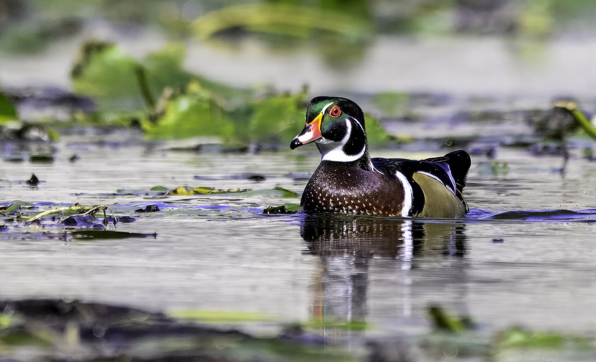 Wood Duck - ML643482718