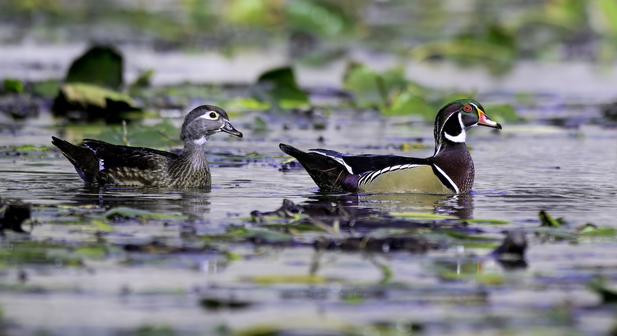 Wood Duck - ML643482719