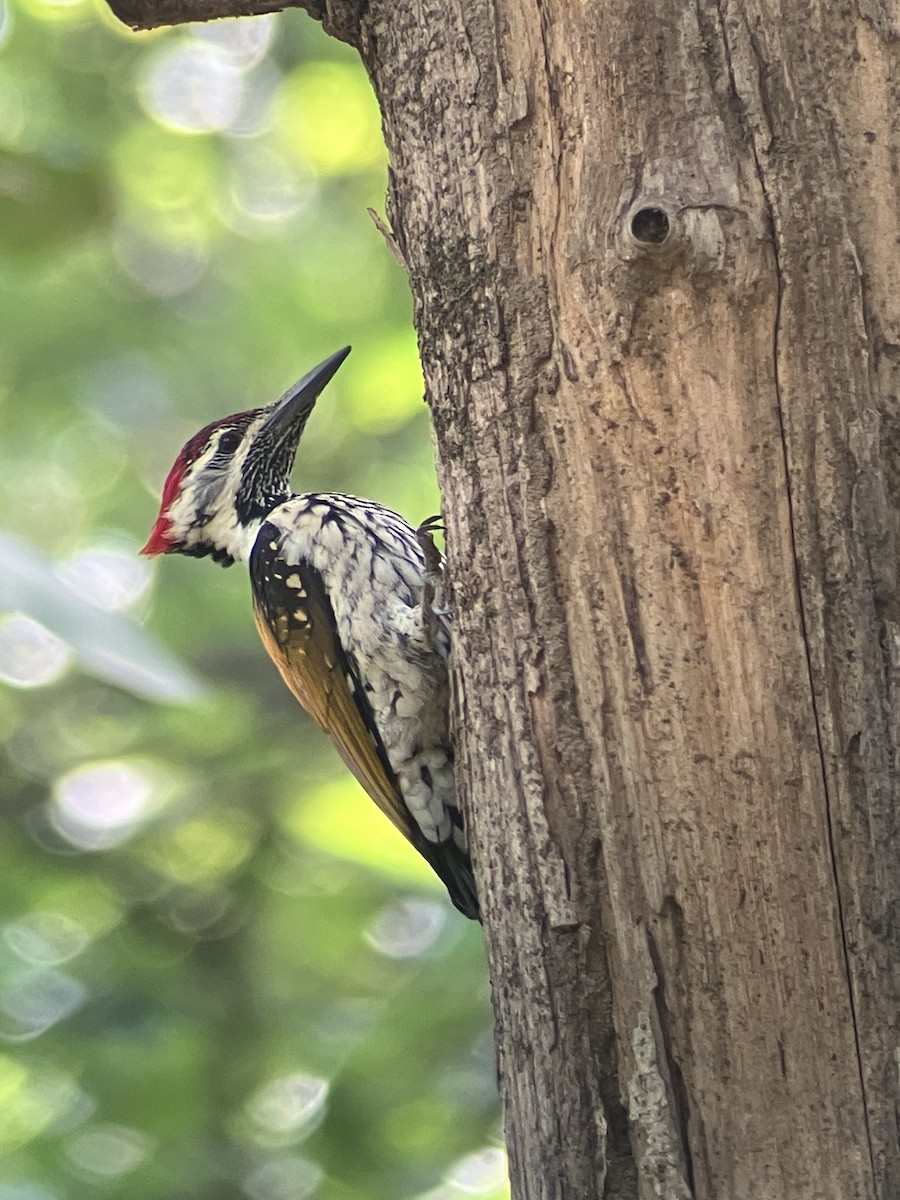 Black-rumped Flameback - ML643482722