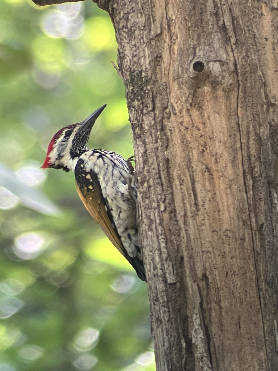 Black-rumped Flameback - ML643482723