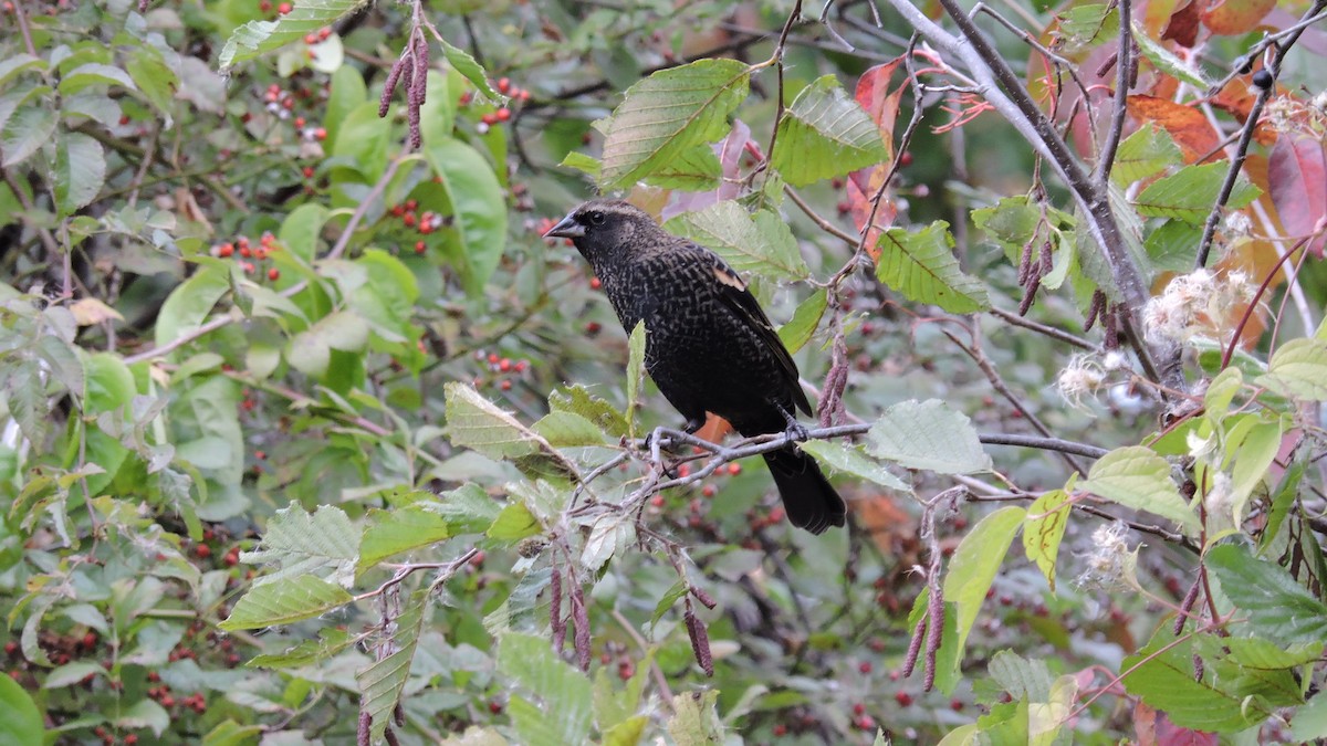Red-winged Blackbird - ML643482728