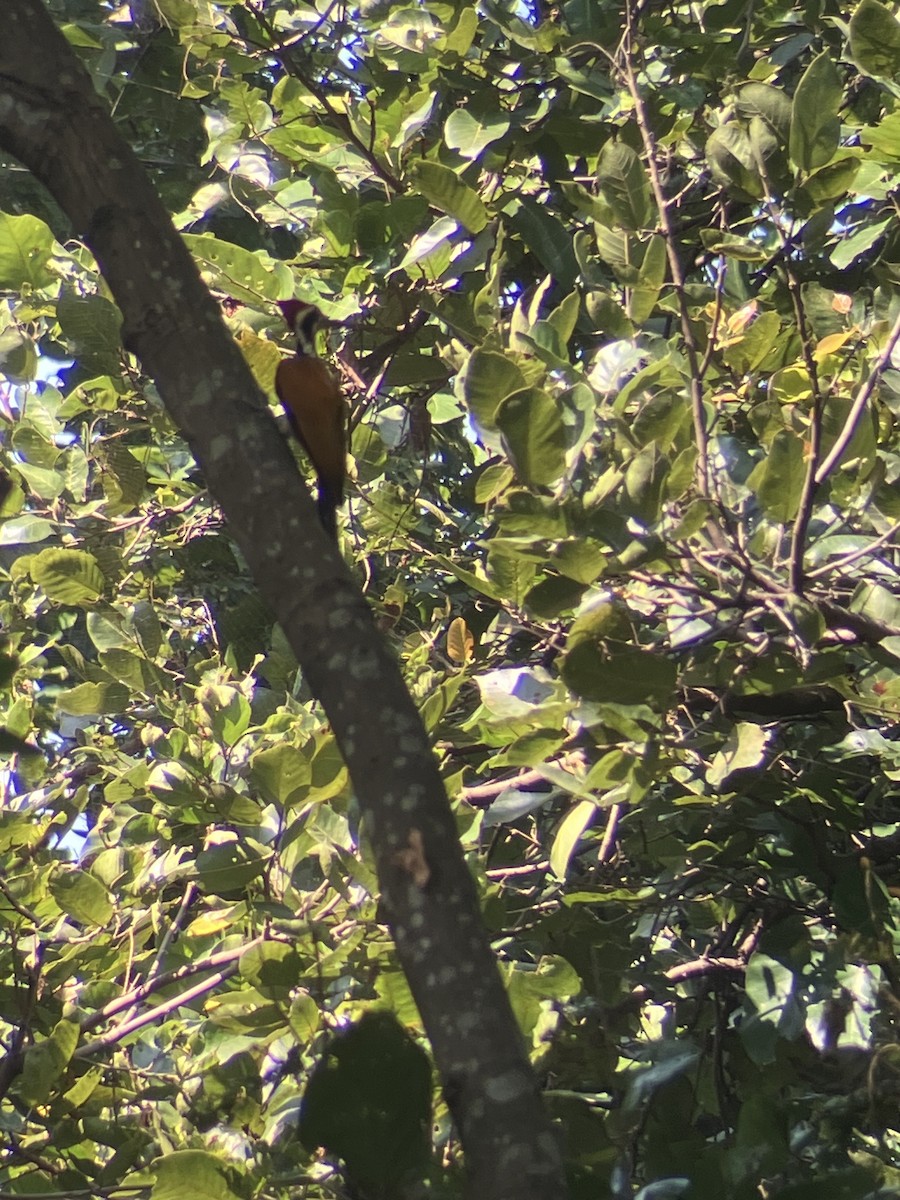 Greater Flameback - ML643482730
