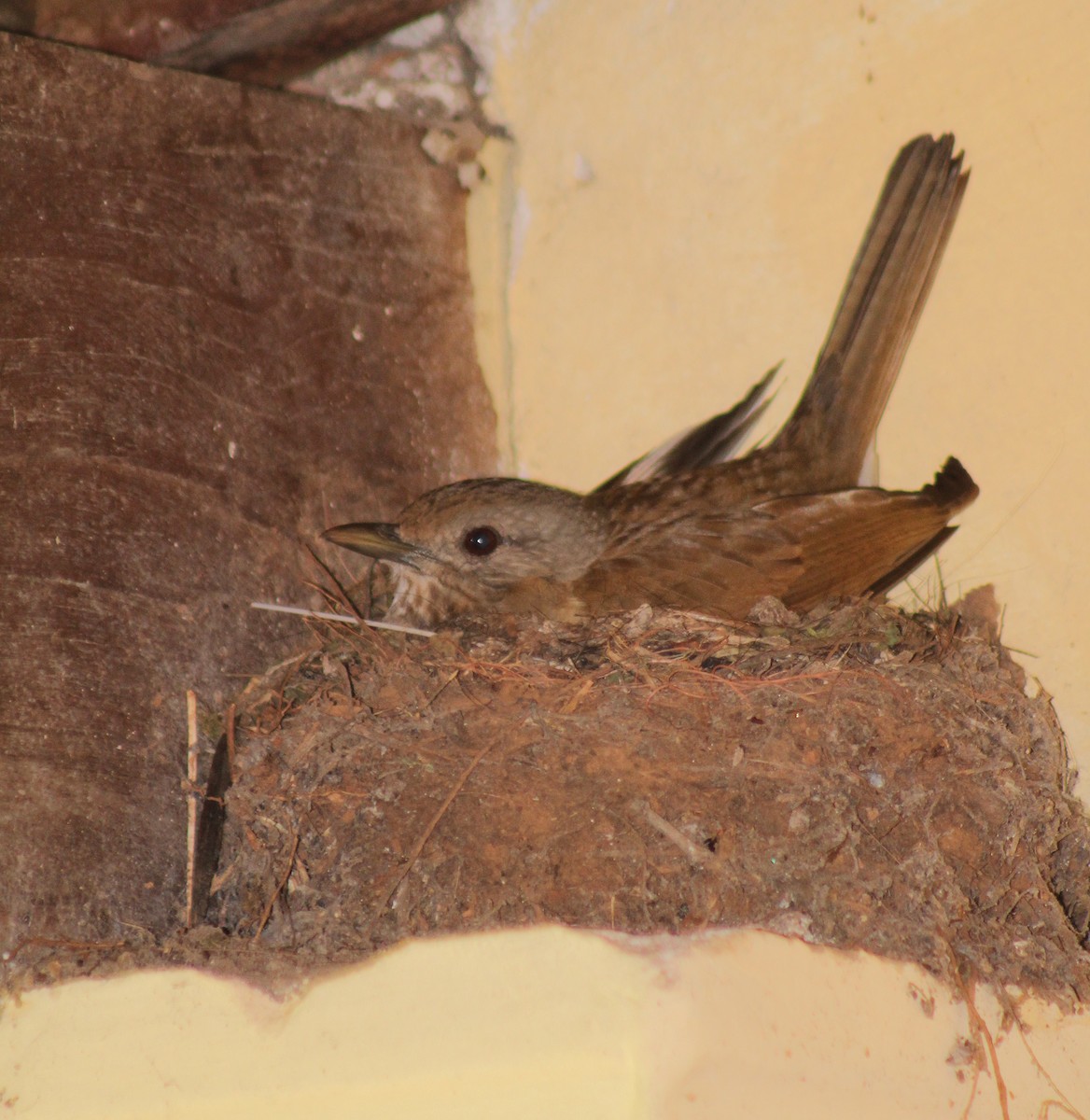 Pale-breasted Thrush - ML643482735