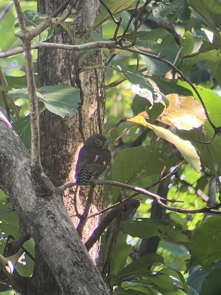 Asian Barred Owlet - ML643482745