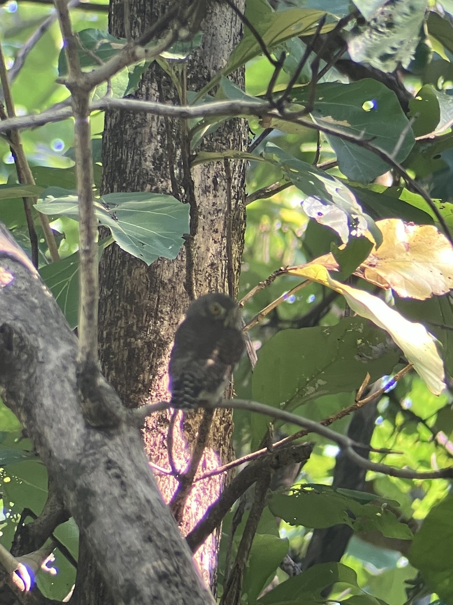 Asian Barred Owlet - ML643482746