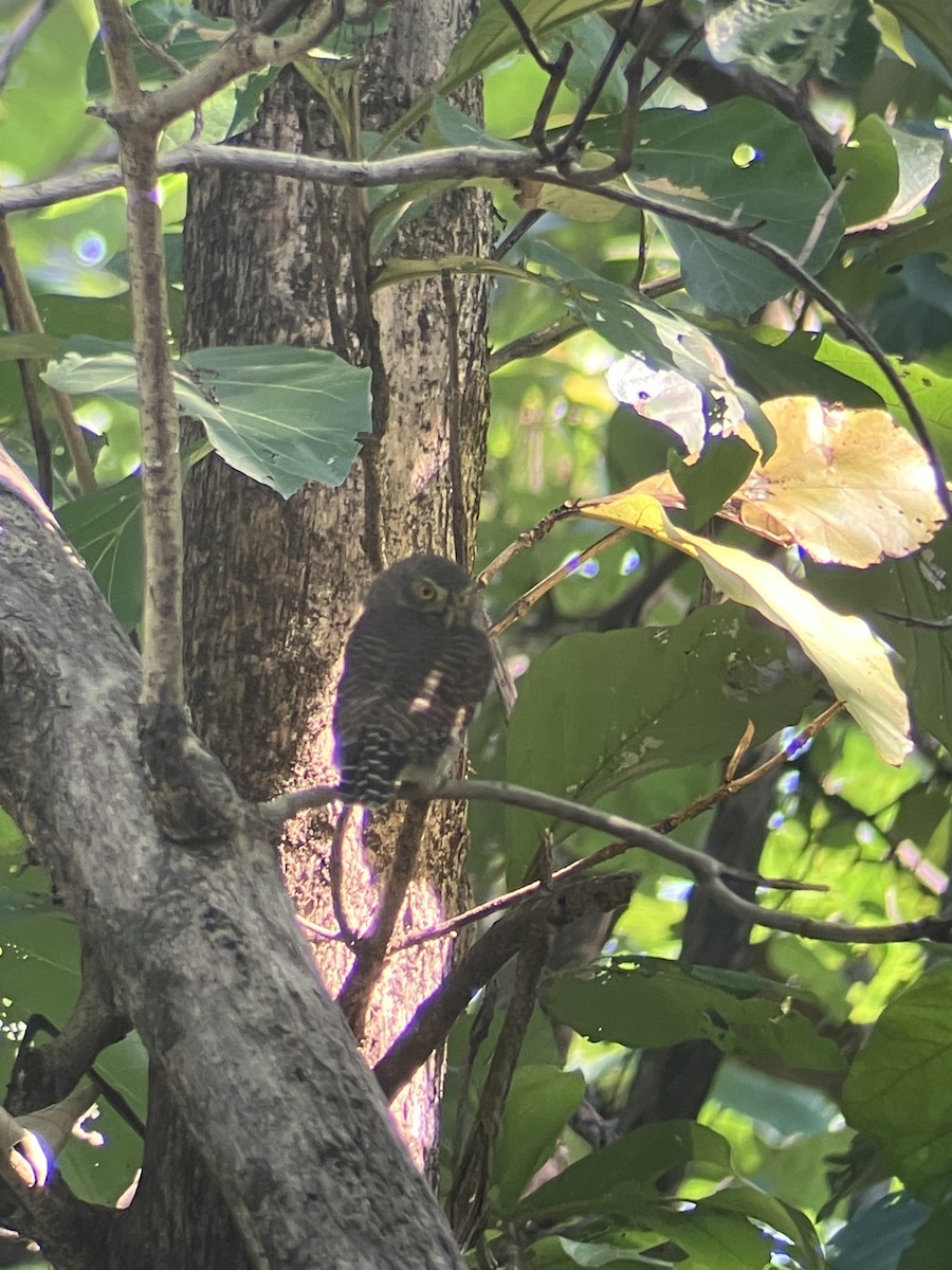 Asian Barred Owlet - ML643482747