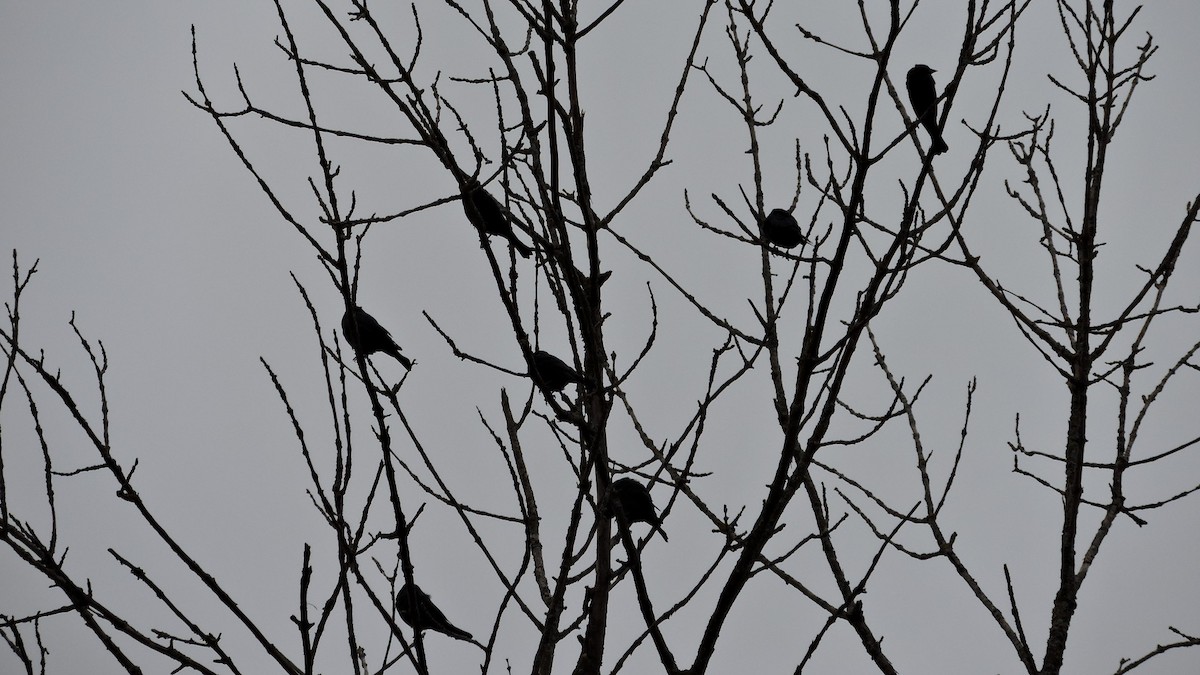 Brown-headed Cowbird - ML643482751