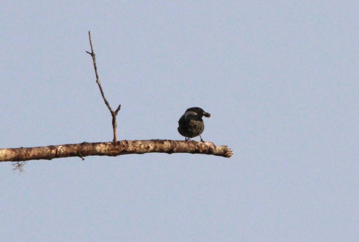Black-headed Tanager - ML643482776