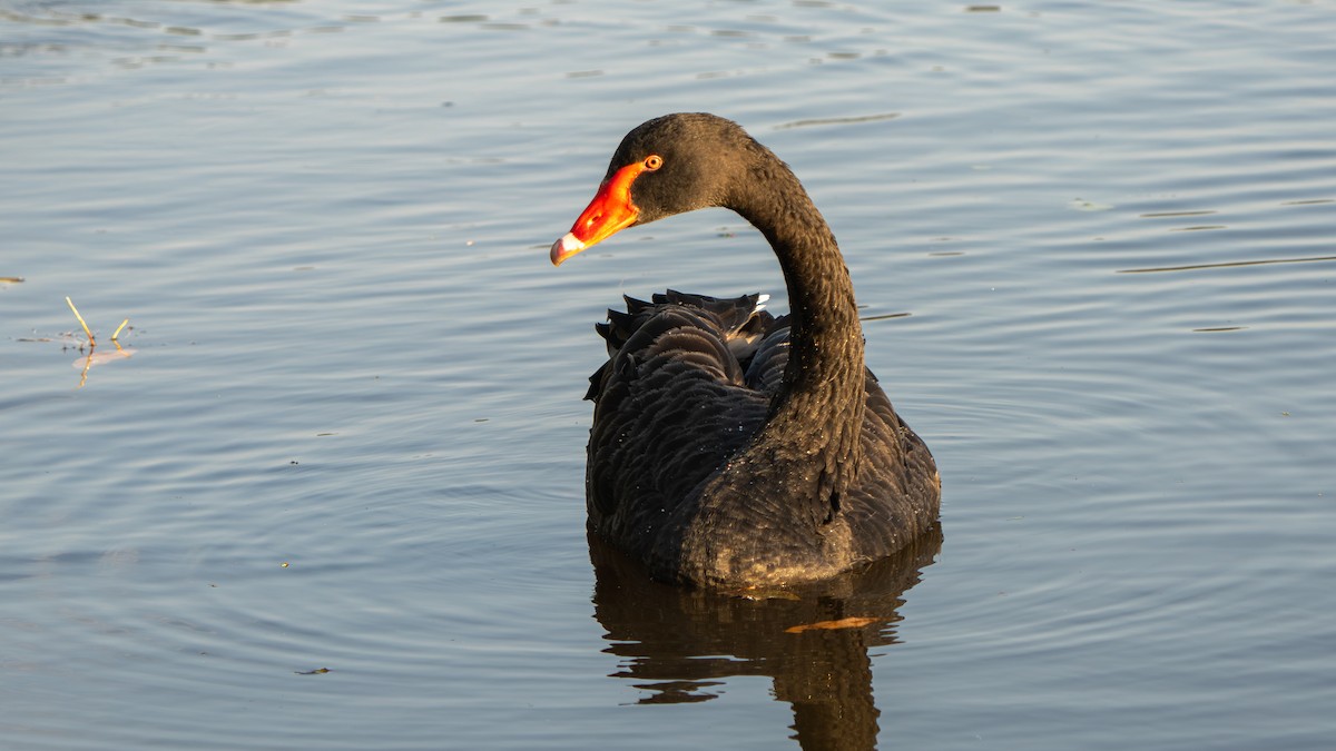 Black Swan - ML643482778