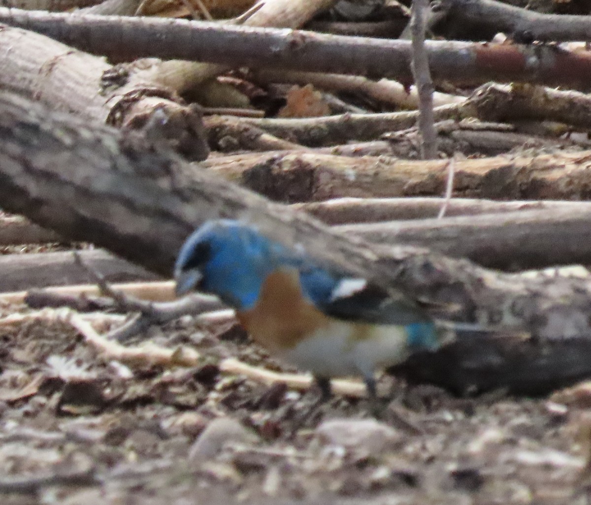 Lazuli Bunting - ML643482806