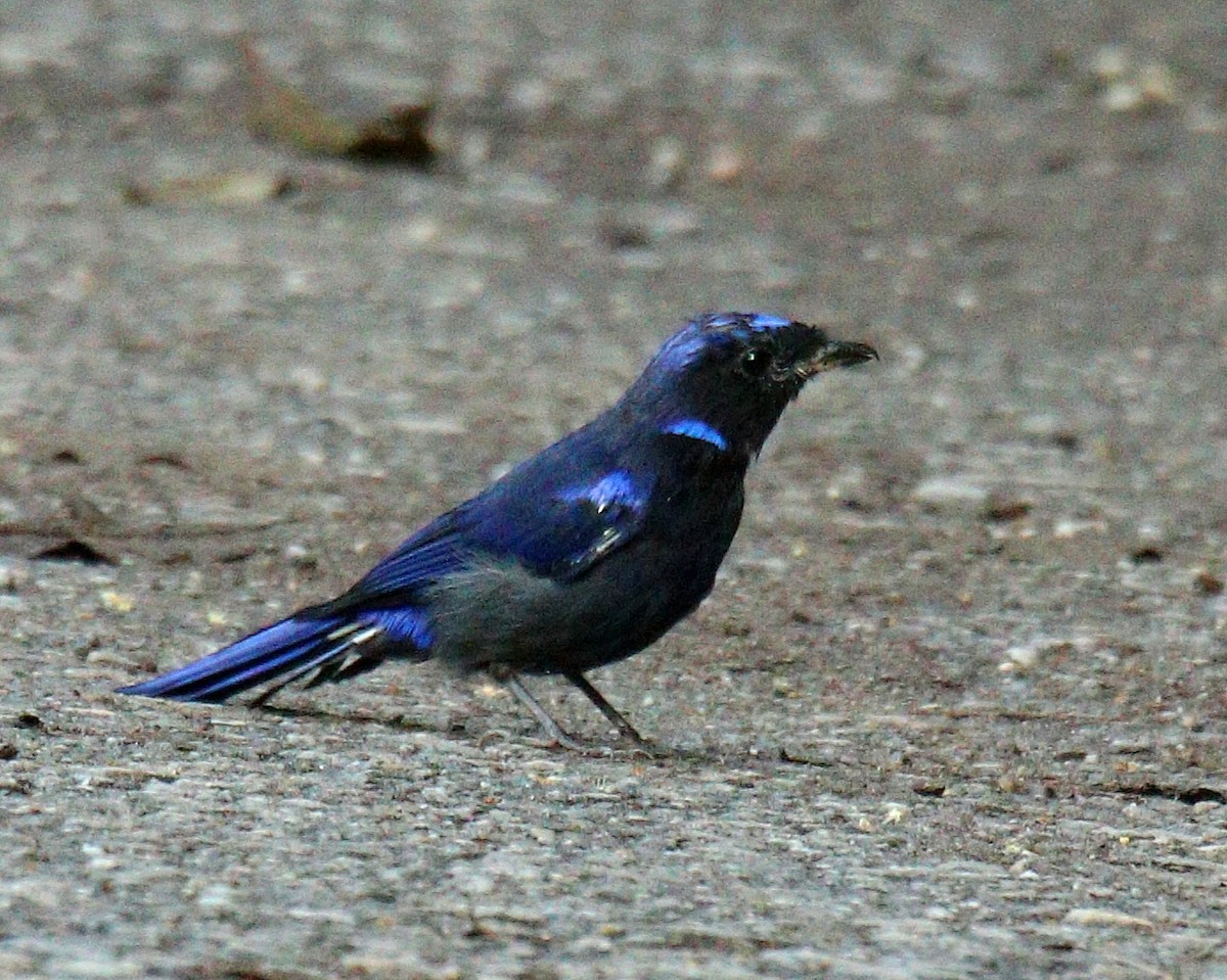 Large Niltava - ML643482813