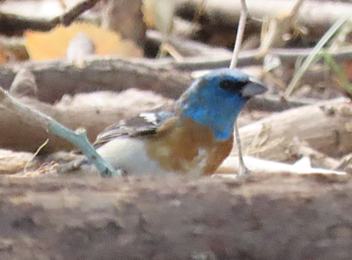 Lazuli Bunting - ML643482817