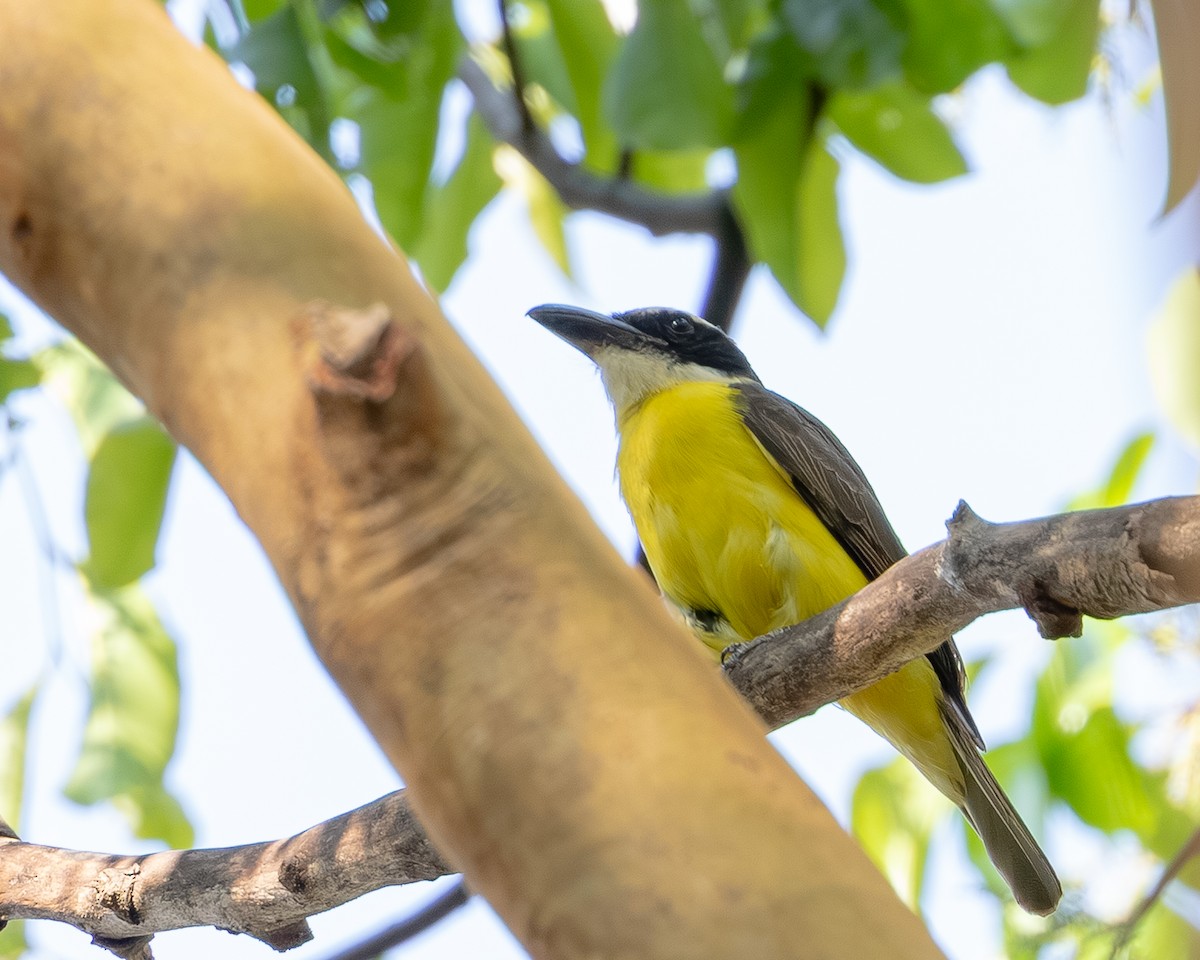 Boat-billed Flycatcher - ML643482832