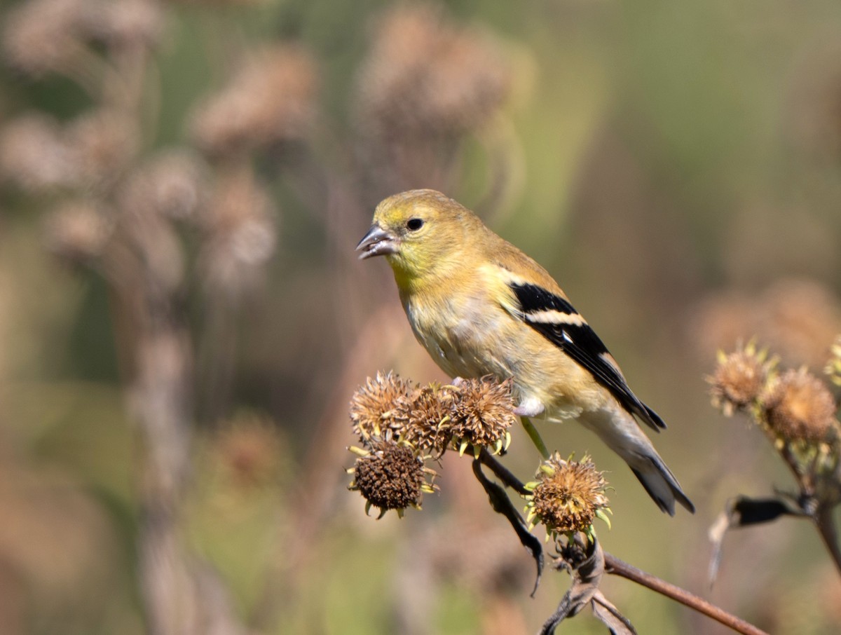 American Goldfinch - ML643482835