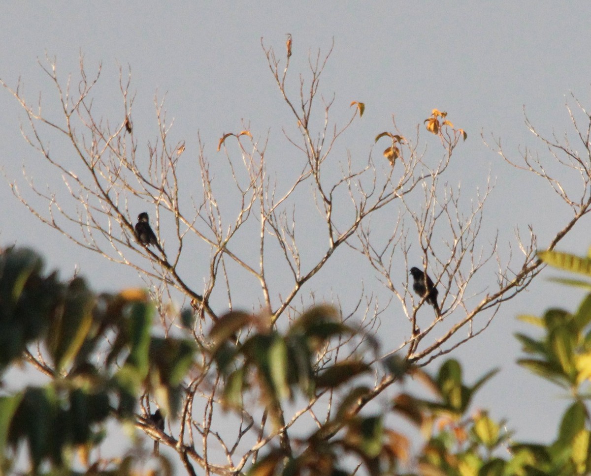 Golden-tufted Grackle - ML643482839