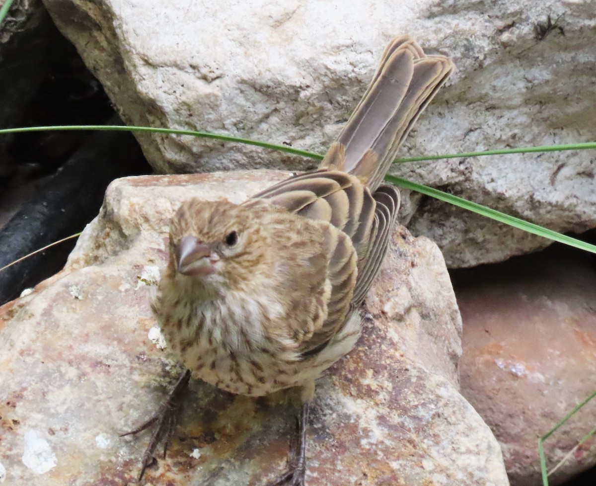 House Finch - ML643482840