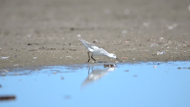 Phalarope de Wilson - ML643482841