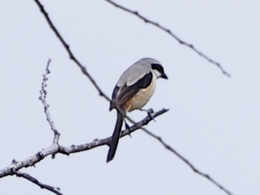 Bay-backed Shrike - ML643482842