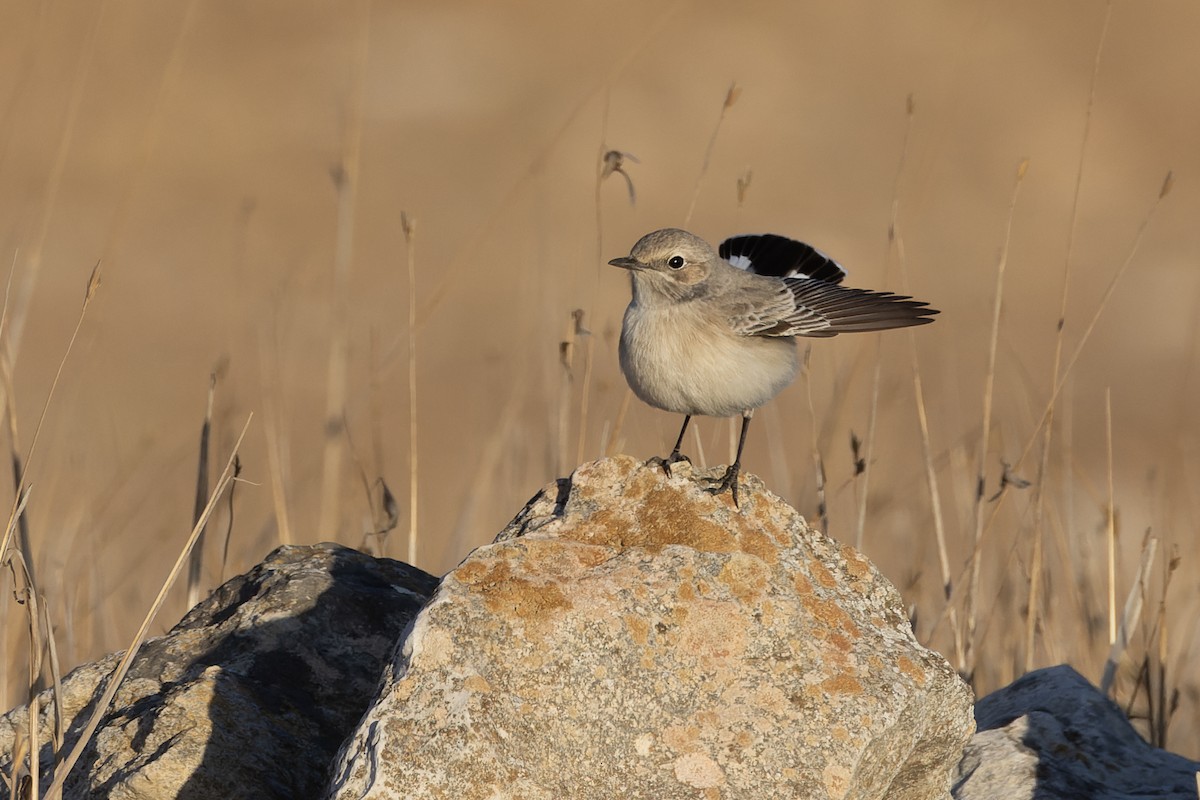 Finsch's Wheatear - ML643482855