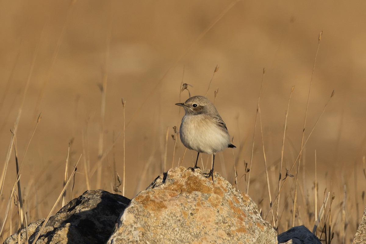 Finsch's Wheatear - ML643482856