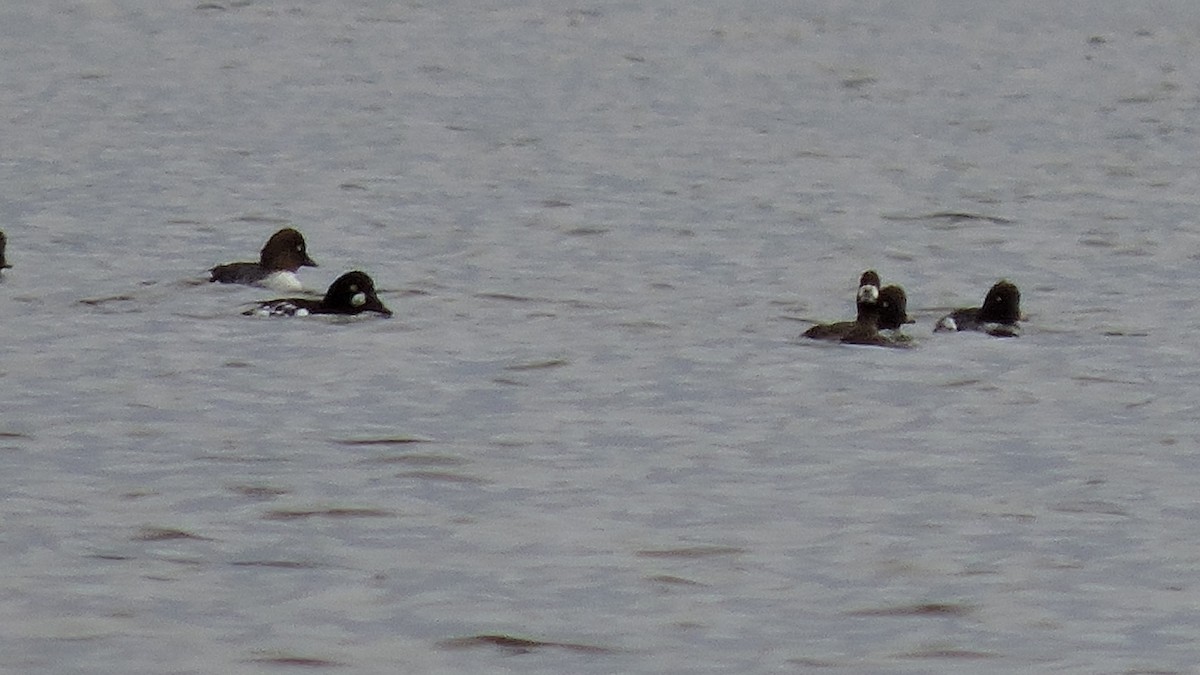 Common Goldeneye - ML643482859