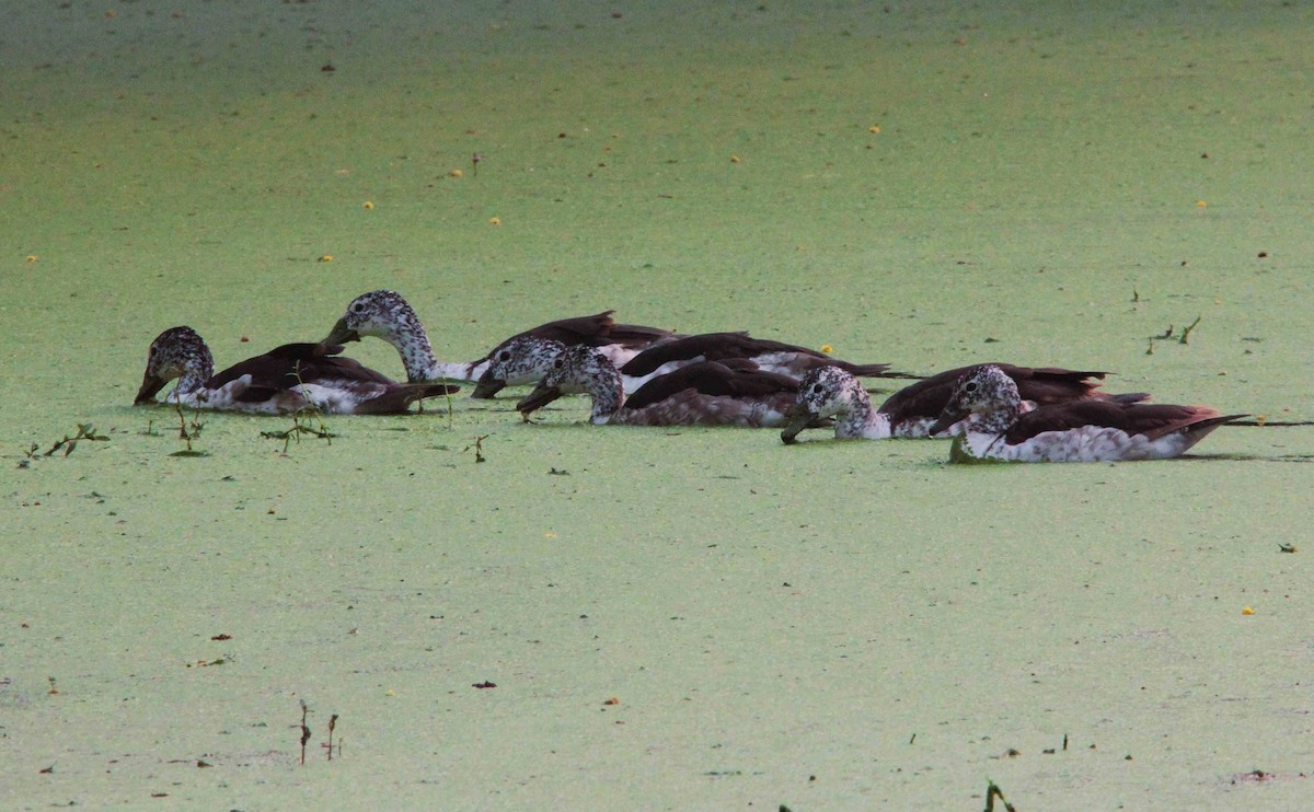 Knob-billed Duck - ML643482862