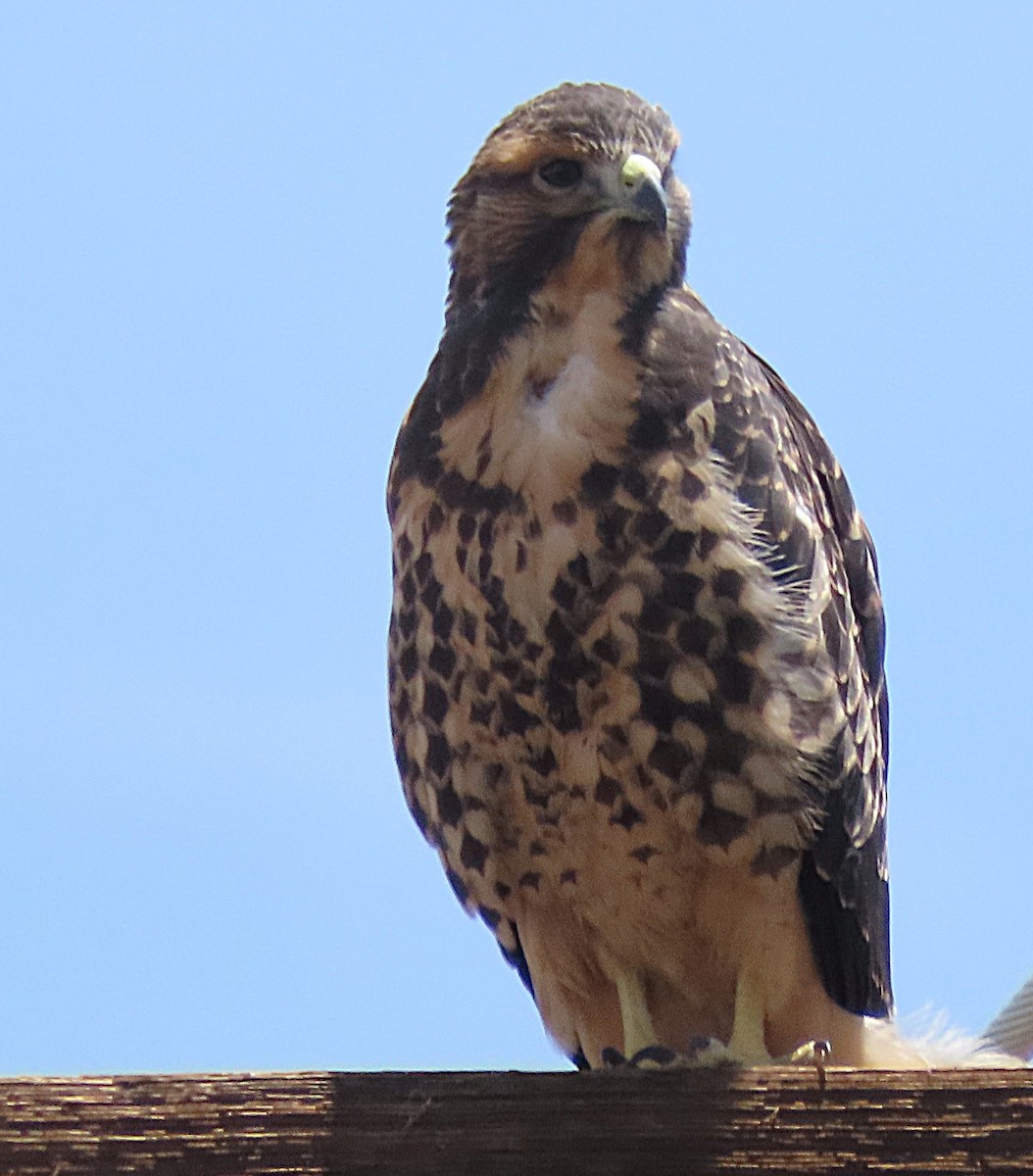 Swainson's Hawk - ML643482864