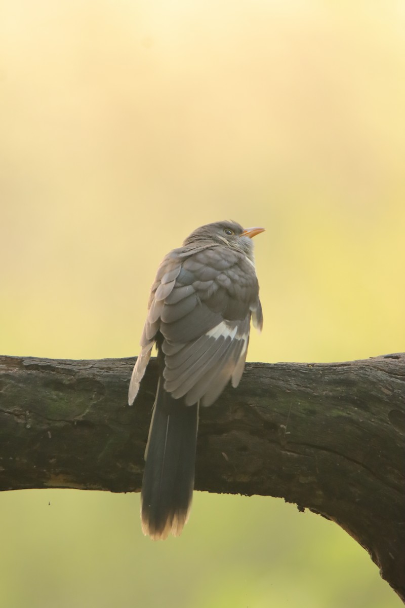 Pied Cuckoo - ML643482865